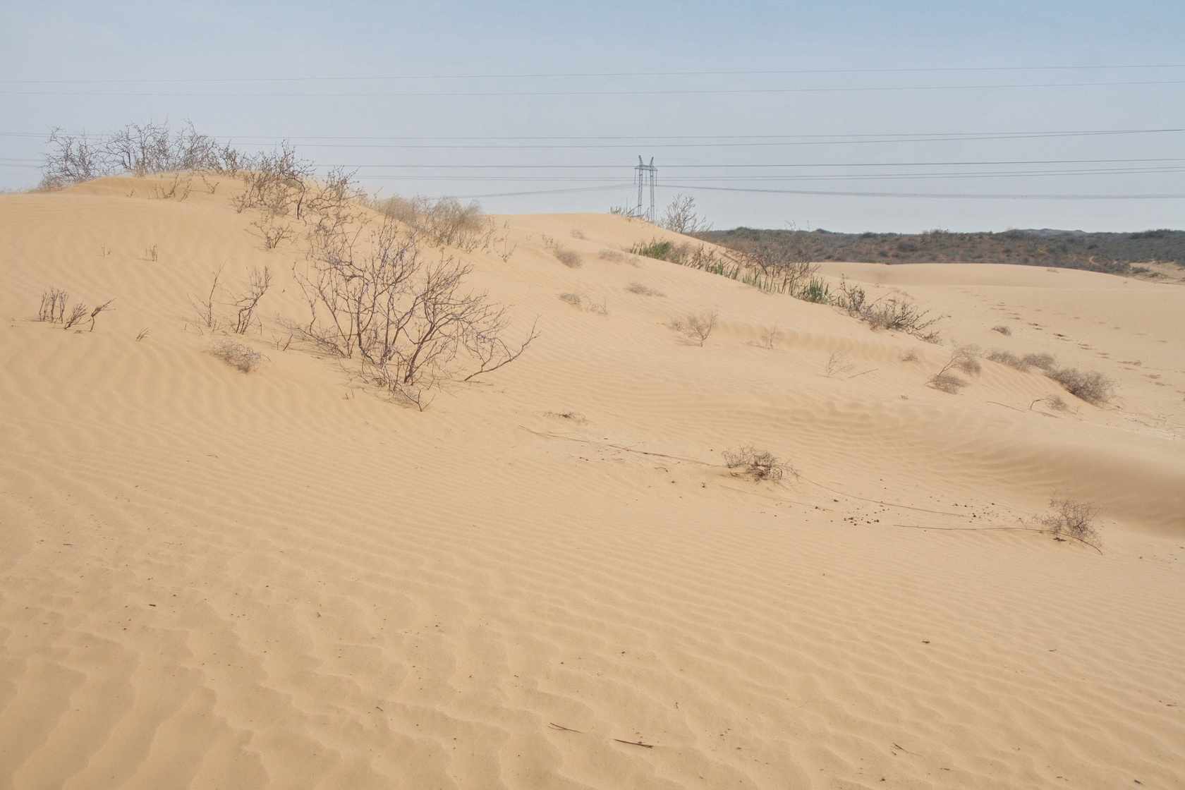Пески в окрестностях п. Досанг, image of landscape/habitat.