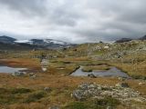 Finse, image of landscape/habitat.