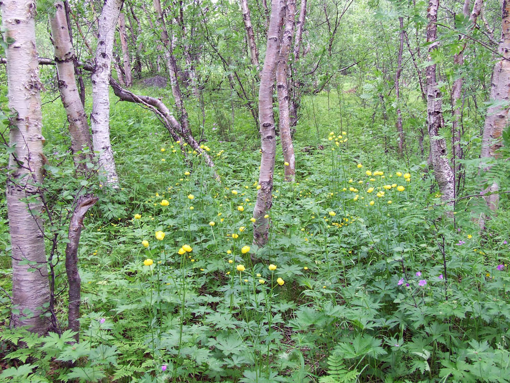 Окрестности посёлка Росляково, image of landscape/habitat.