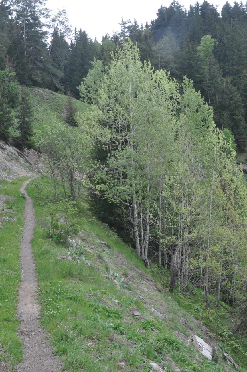 Нац. парк "Боржоми-Харагаули", изображение ландшафта.