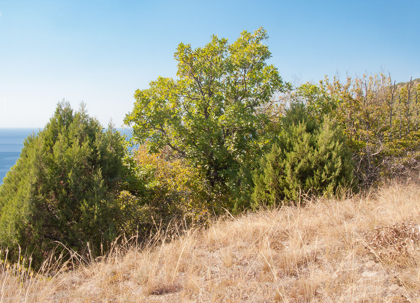 Приморские склоны у Варваровки, image of landscape/habitat.