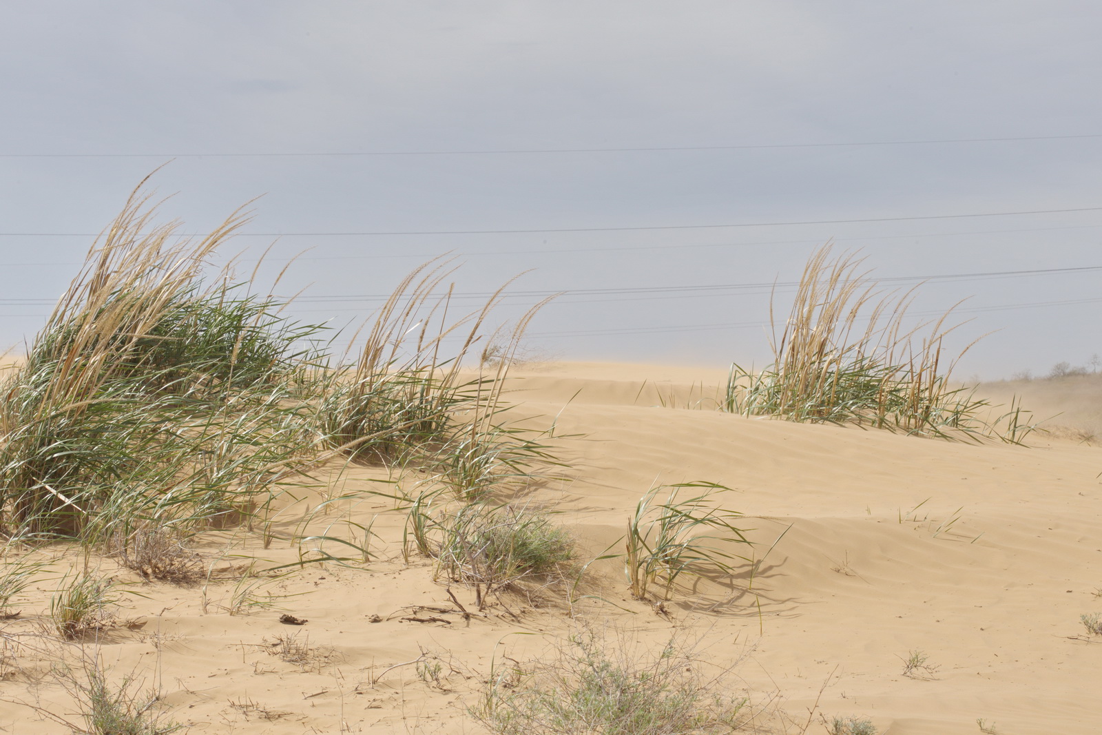 Пески в окрестностях п. Досанг, image of landscape/habitat.