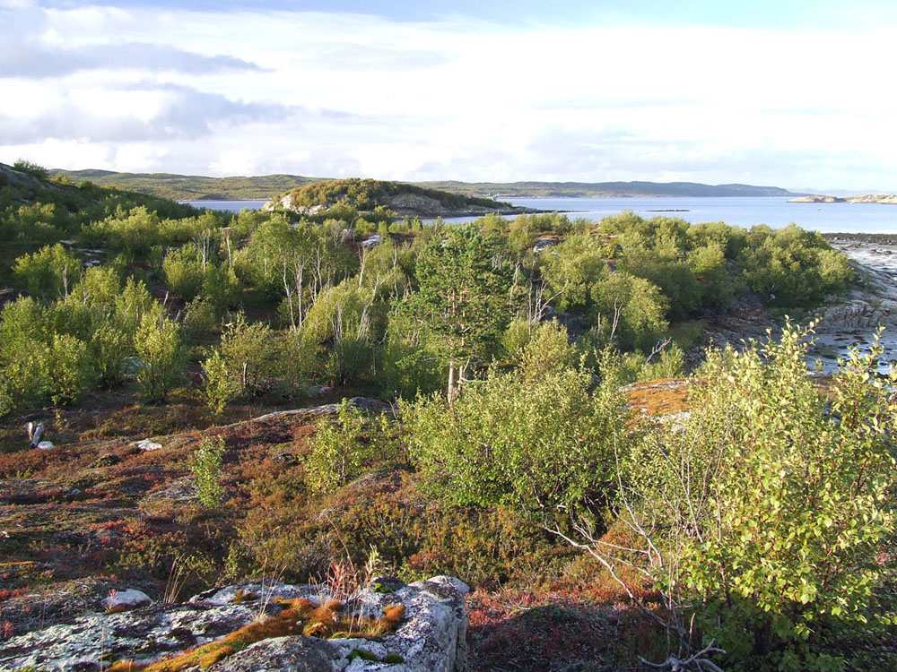 Окрестности посёлка Росляково, image of landscape/habitat.