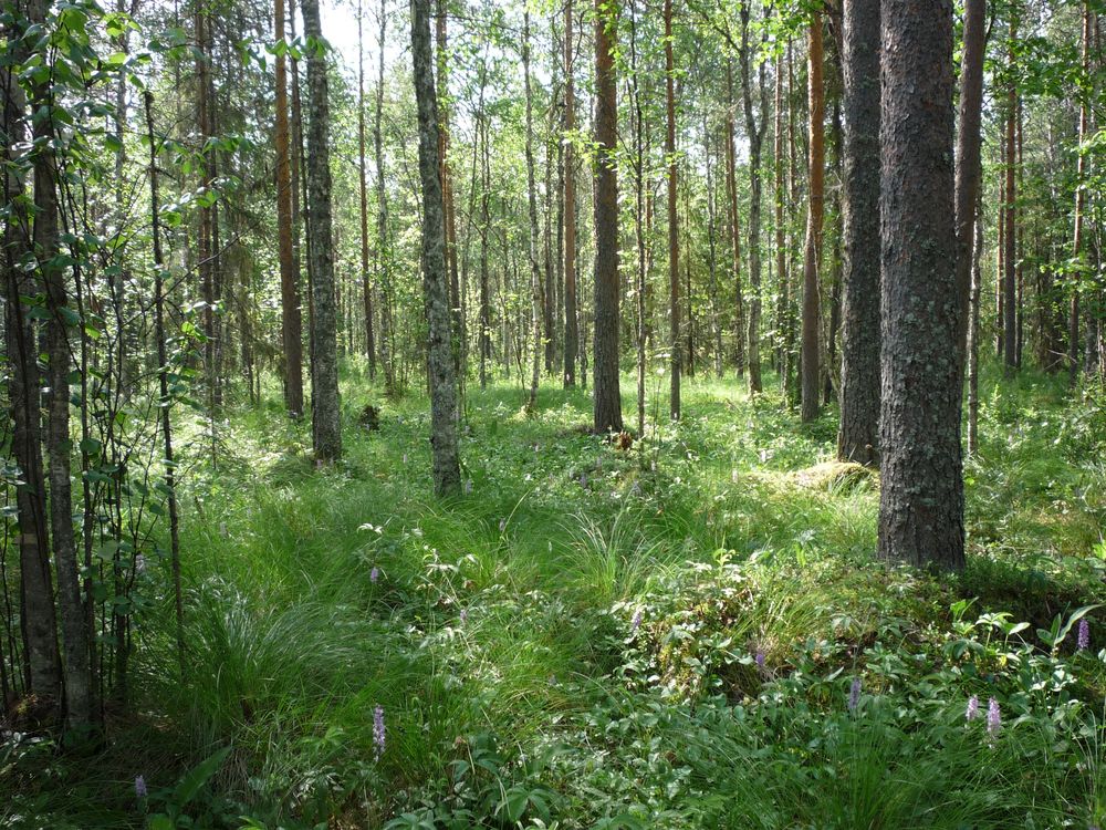 Усть-Шоноша, image of landscape/habitat.