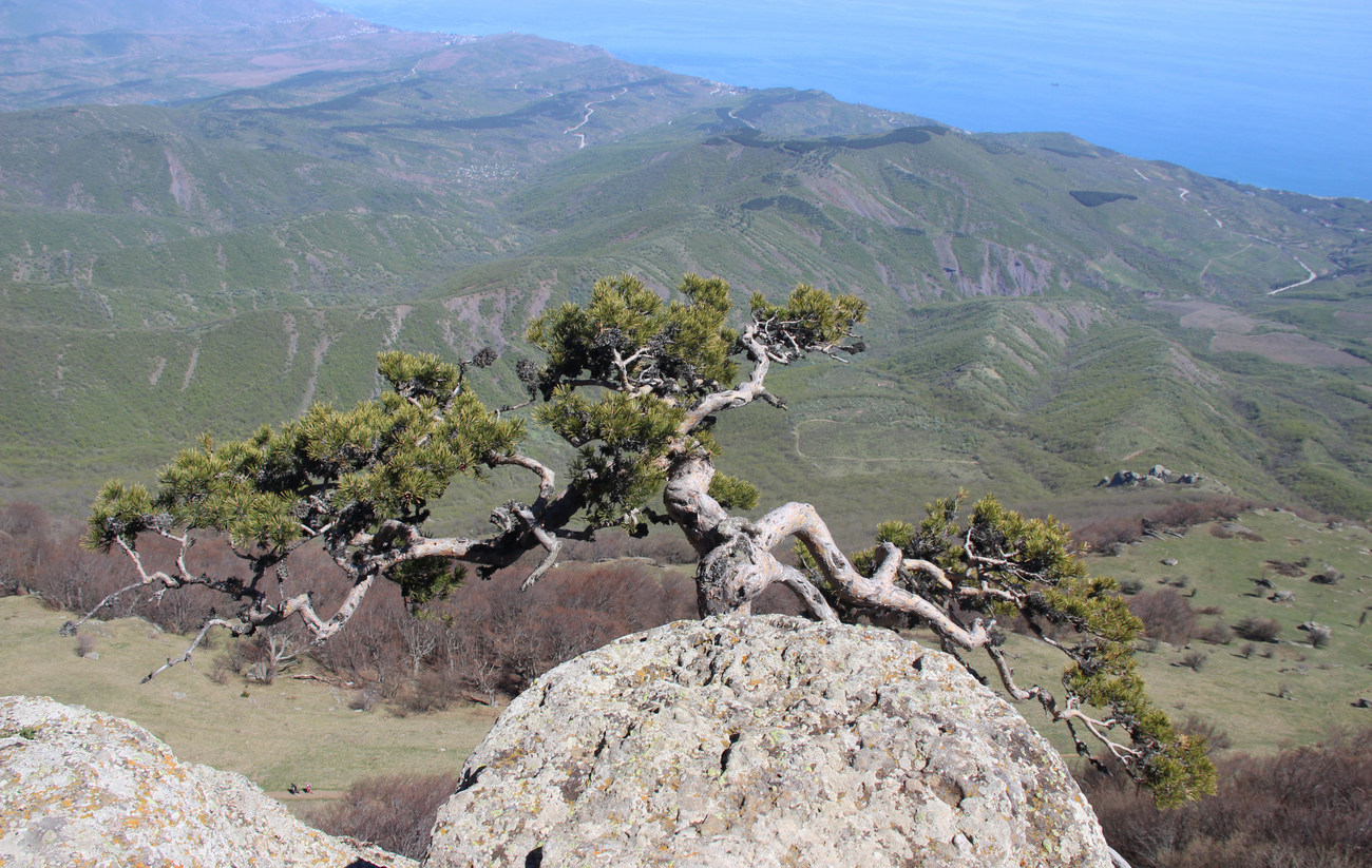 Южная Демерджи, image of landscape/habitat.