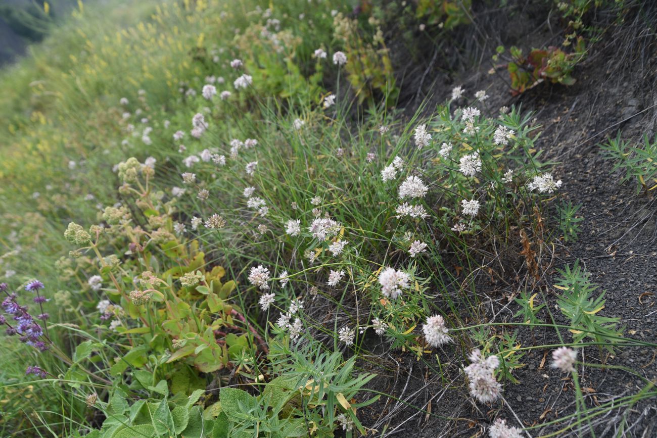 Урочище Цеси, image of landscape/habitat.