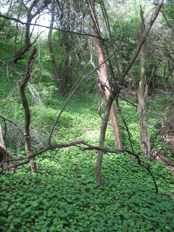 Окрестности Шишкино, image of landscape/habitat.