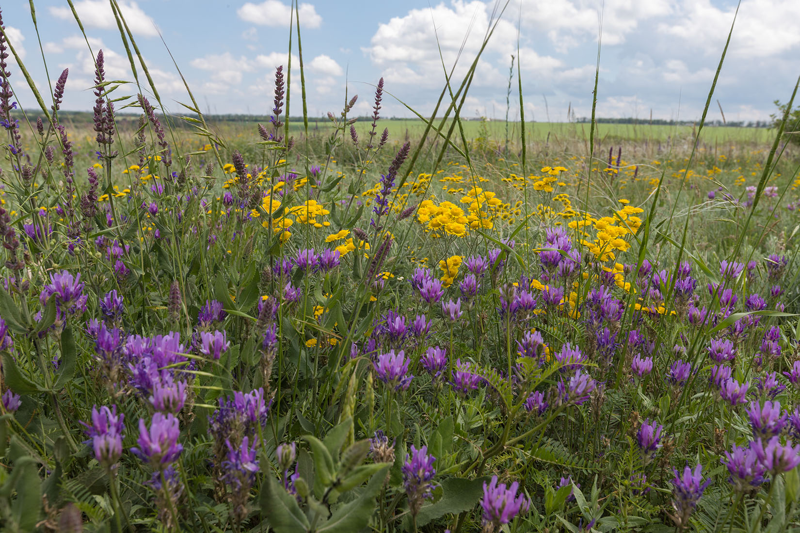 Чулекская Балка, image of landscape/habitat.