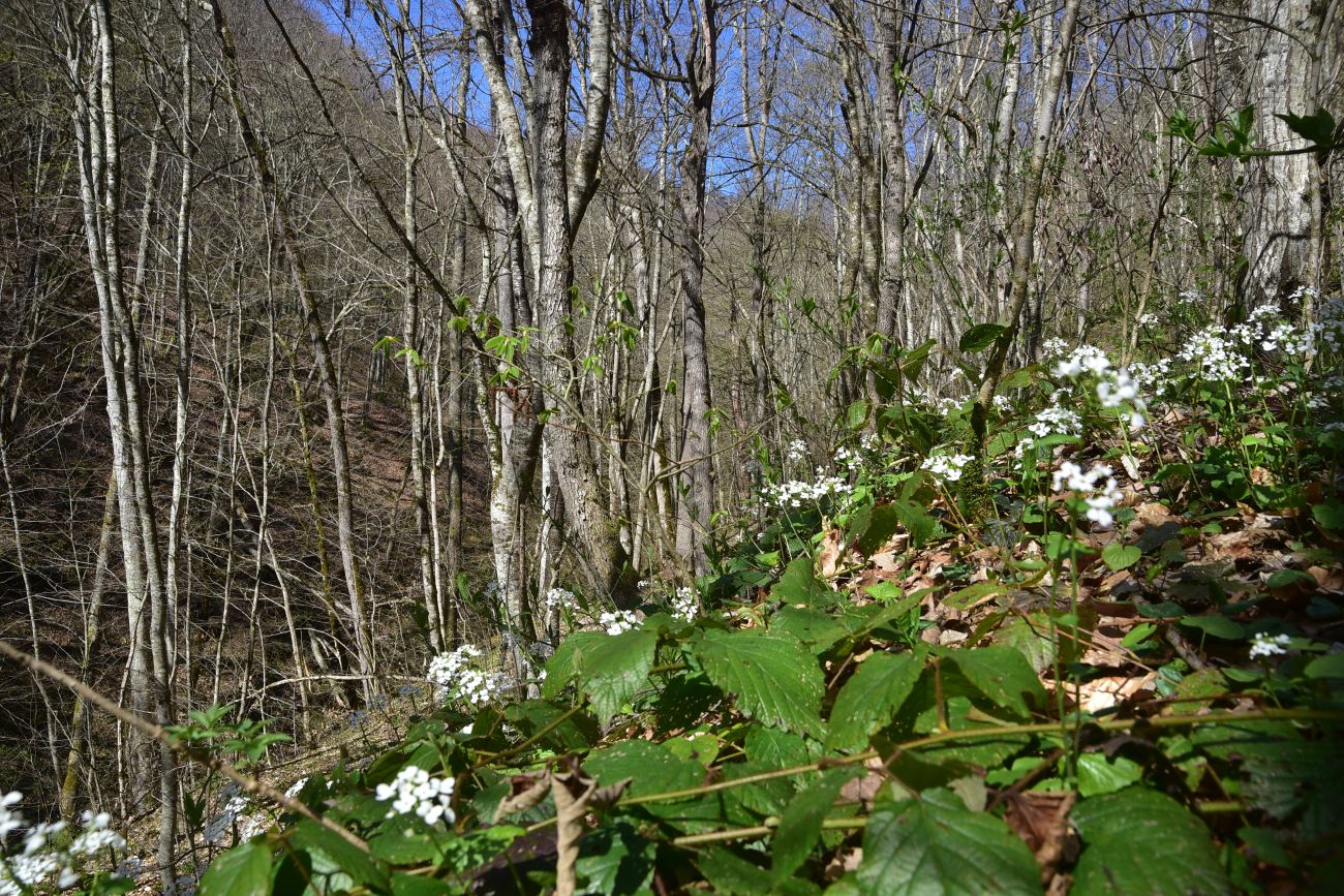 Устье ручья Сибирь и окрестности, image of landscape/habitat.