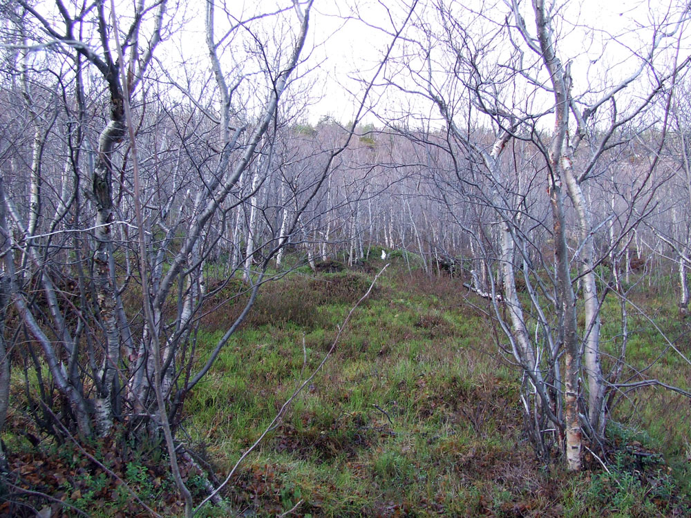 Окрестности посёлка Росляково, image of landscape/habitat.
