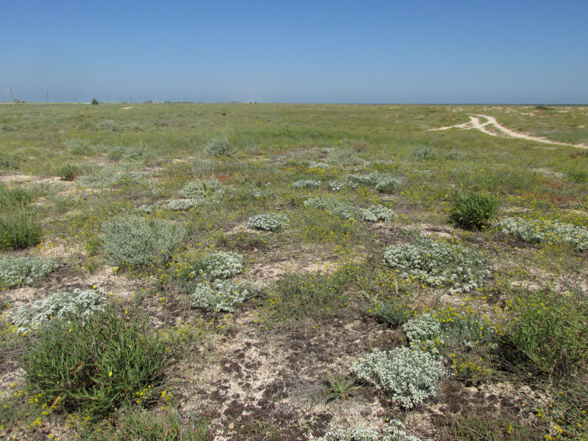 Арабатская стрелка, image of landscape/habitat.