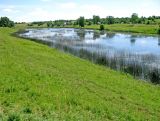 Корожечна в зоне подпора, image of landscape/habitat.