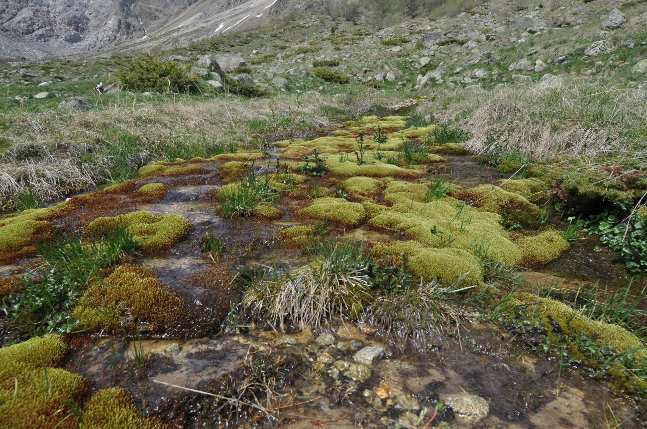 Долина реки Терскол, image of landscape/habitat.