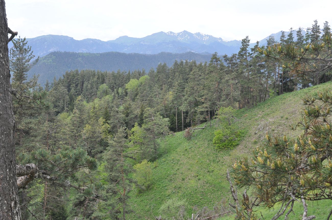 Нац. парк "Боржоми-Харагаули", image of landscape/habitat.