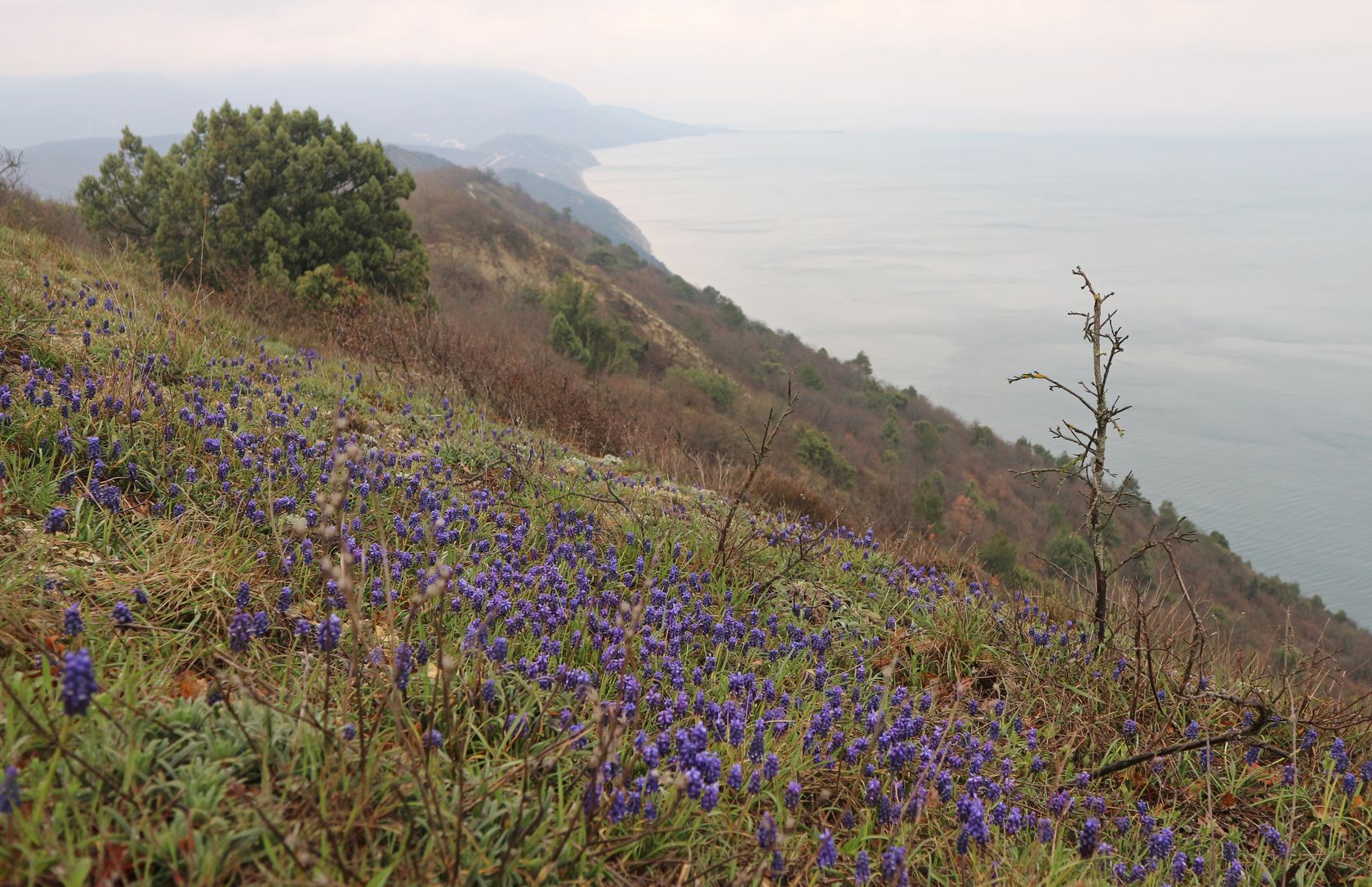 Приморские склоны у Варваровки, image of landscape/habitat.