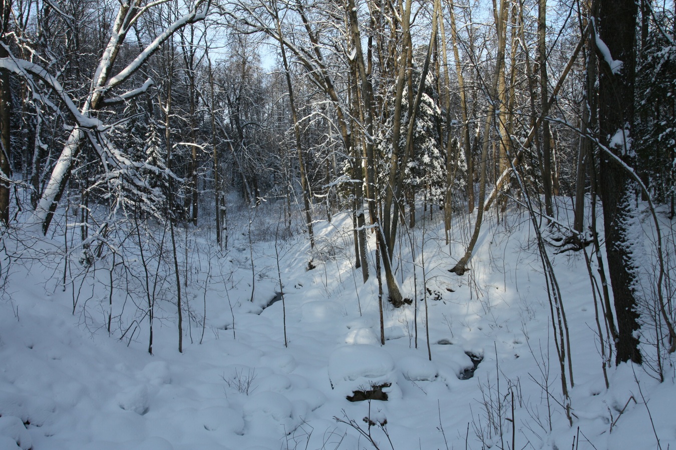 Парк "Сергиевка", image of landscape/habitat.