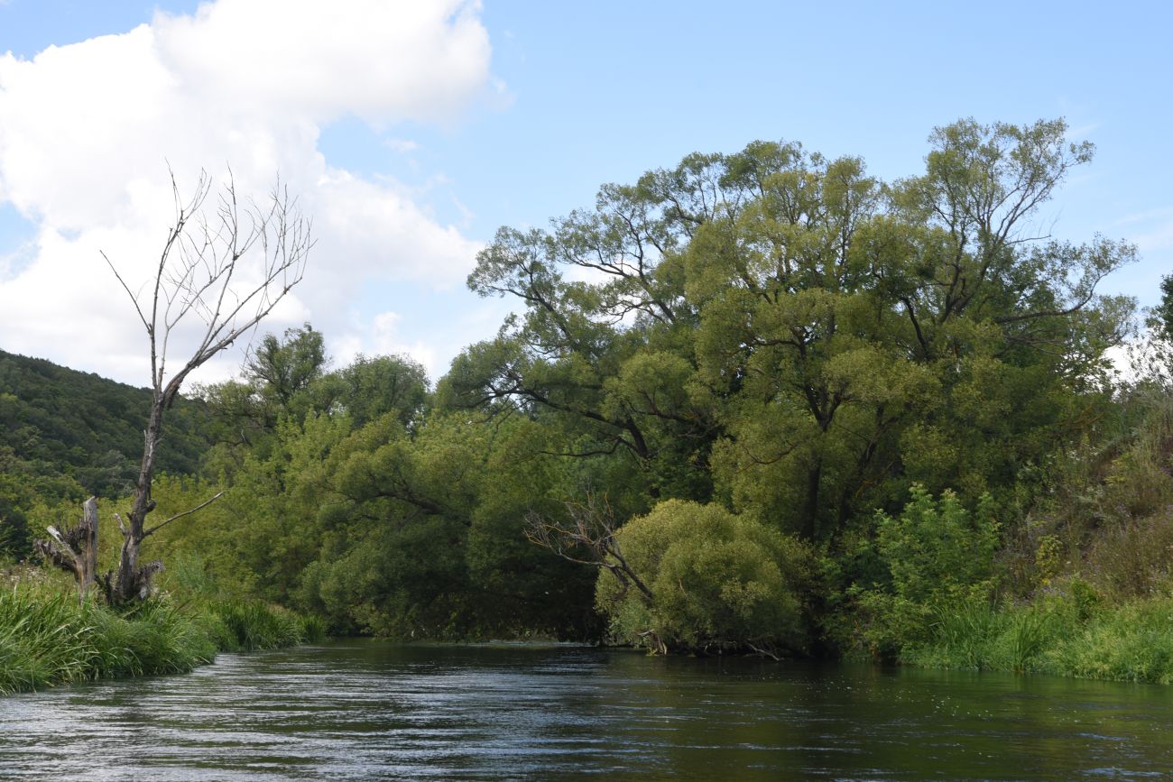 Осиновский лес, image of landscape/habitat.