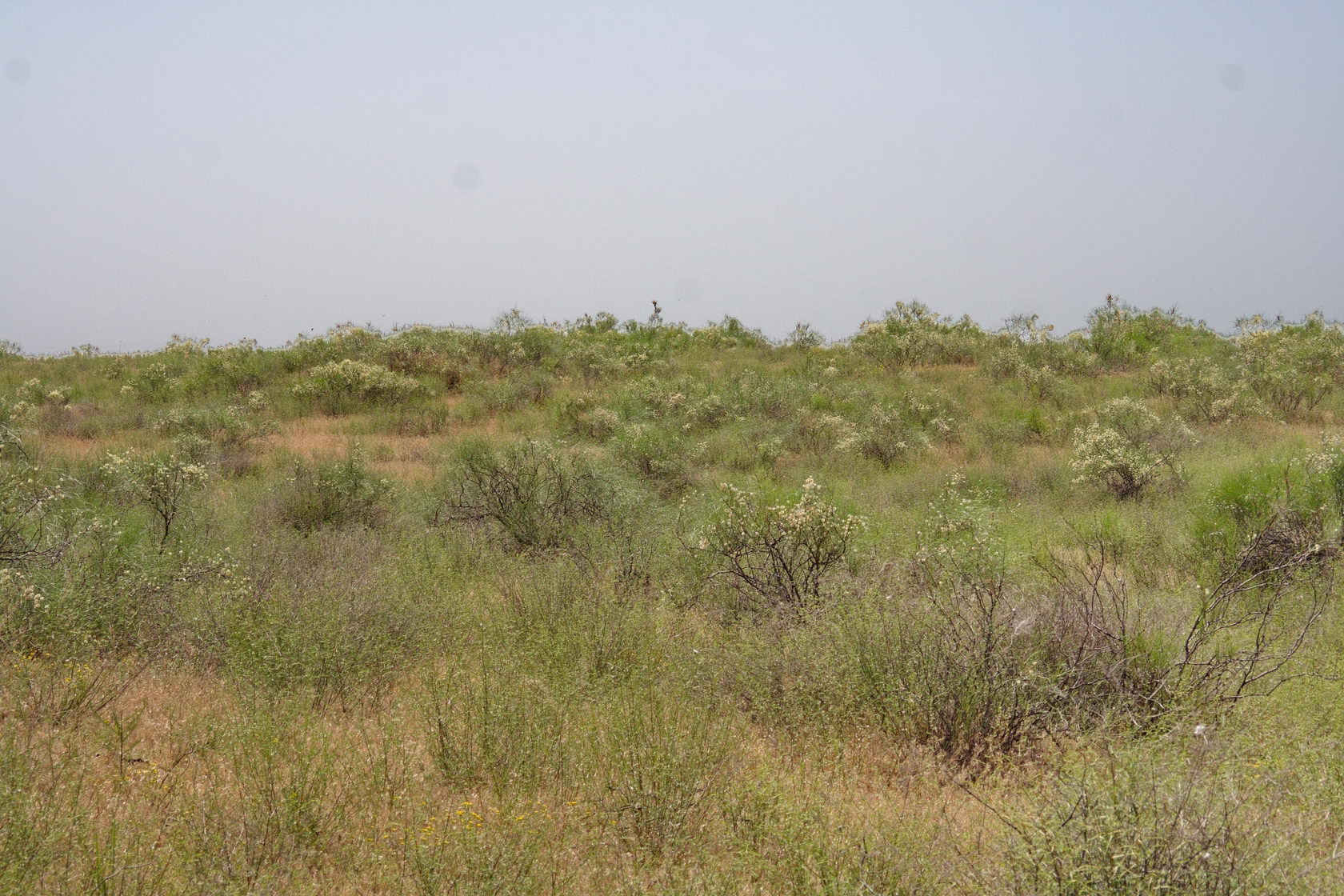 Пески Батпаксайгыр у п. Досанг., image of landscape/habitat.