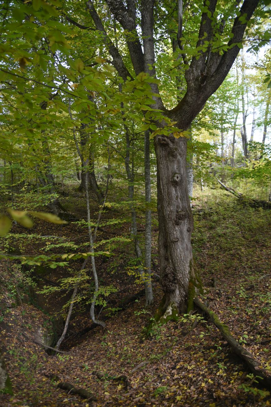 Окрестности пещеры Порошковая, изображение ландшафта.
