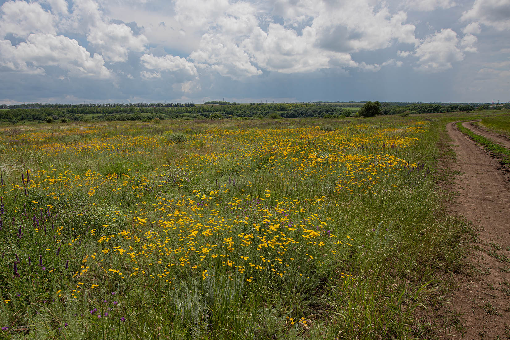 Чулекская Балка, image of landscape/habitat.