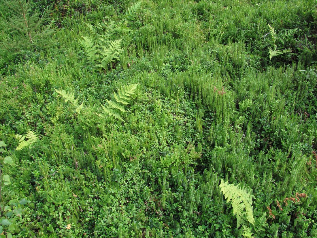 Усть-Шоноша, image of landscape/habitat.