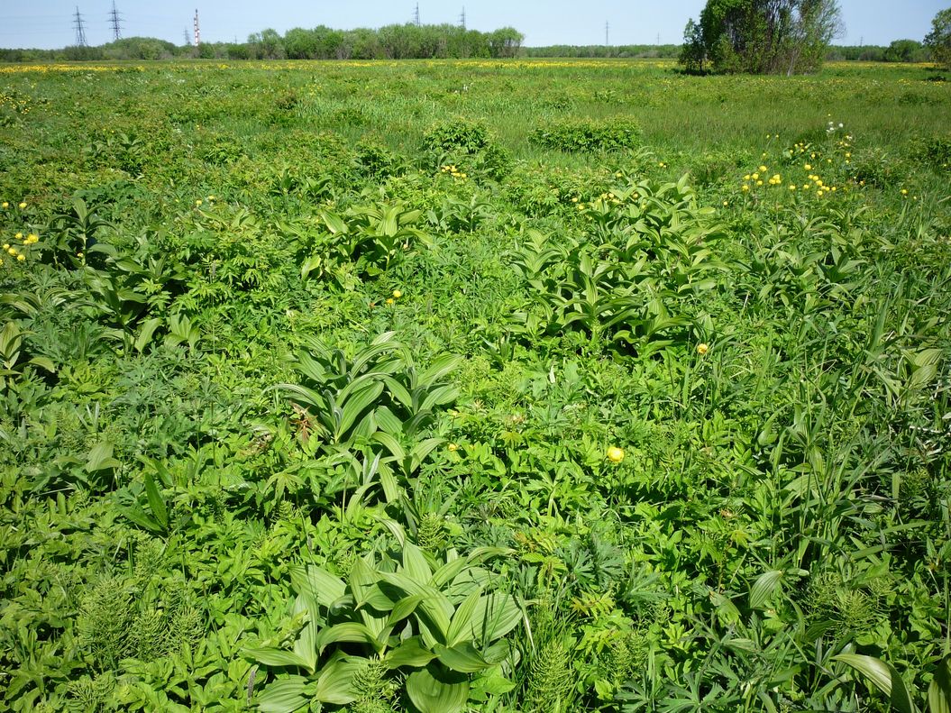 Северные окрестности Архангельска, image of landscape/habitat.