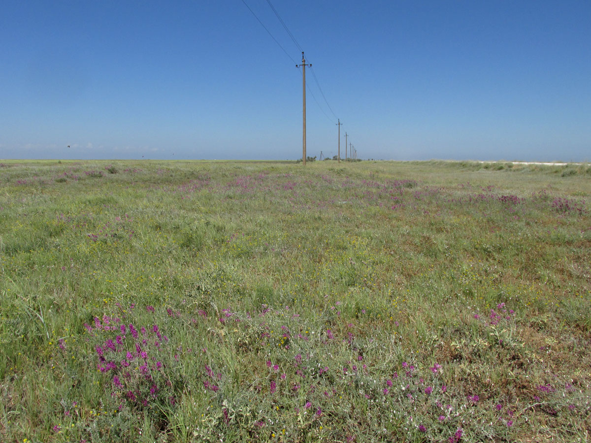 Арабатская стрелка, image of landscape/habitat.