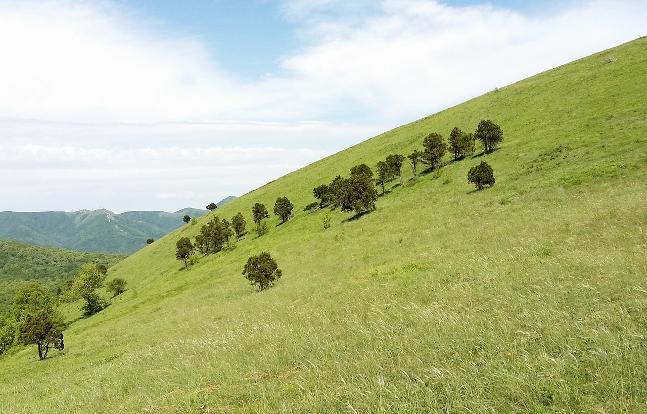 Гора Безумная, image of landscape/habitat.