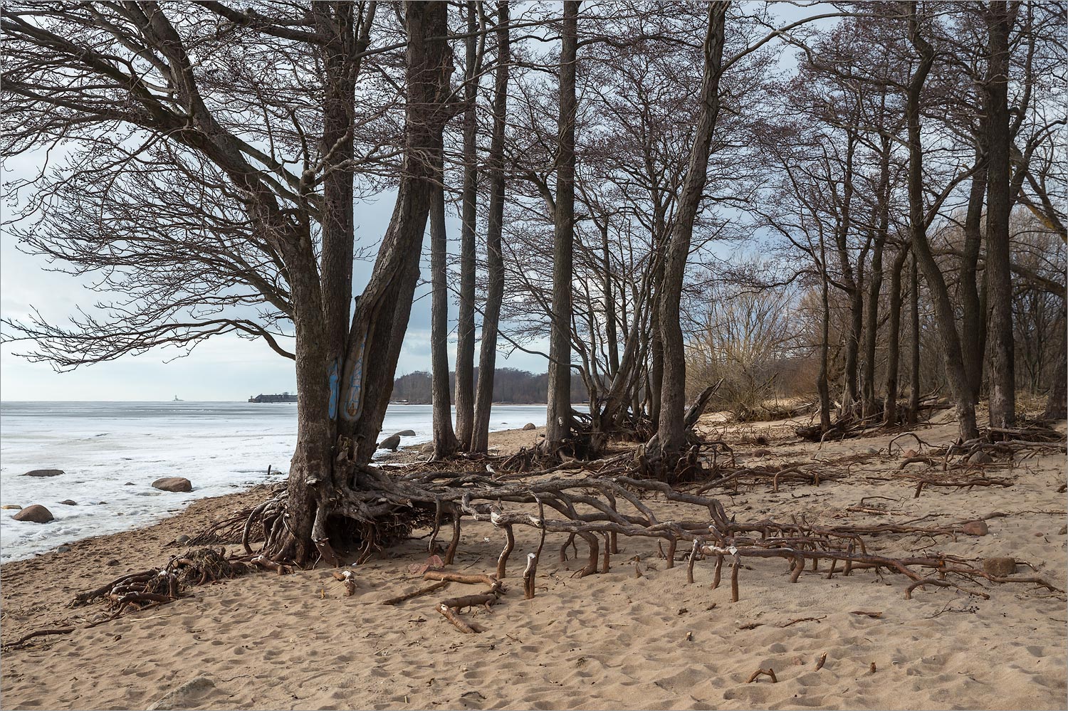 Западный Котлин, image of landscape/habitat.