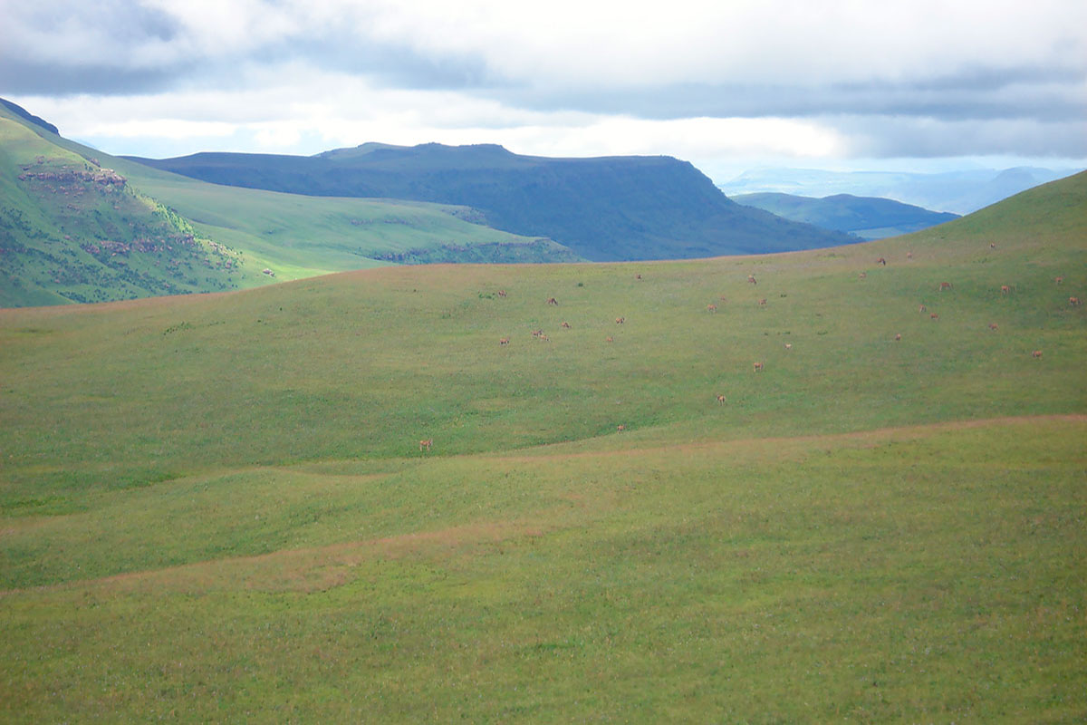 Драконовы горы, image of landscape/habitat.