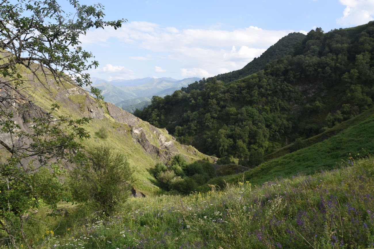 Урочище Цеси, изображение ландшафта.