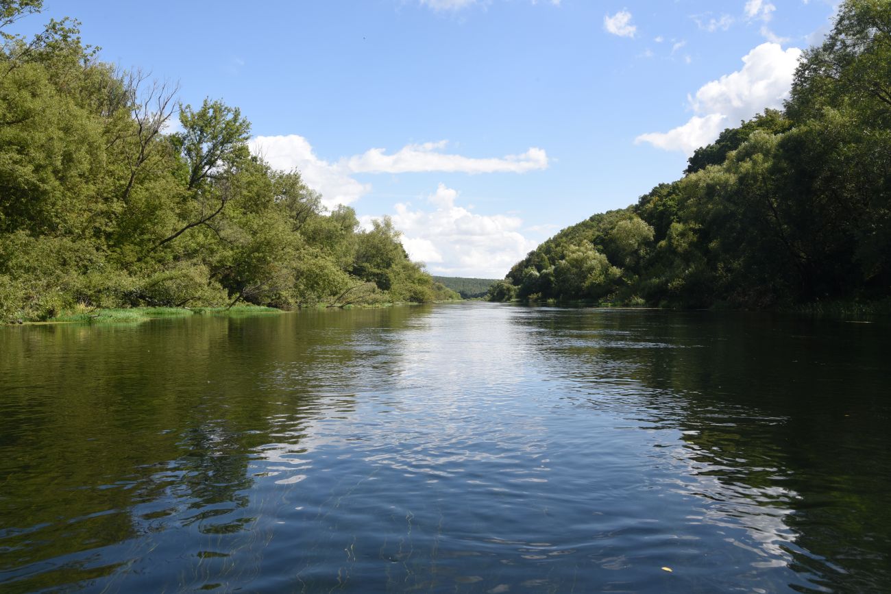 Меркуловский лес, image of landscape/habitat.