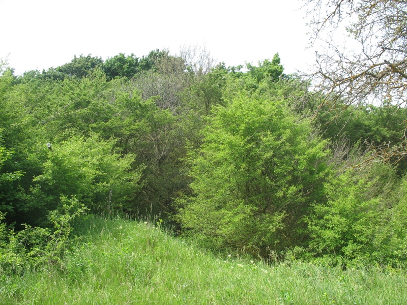 Окрестности Шишкино, image of landscape/habitat.