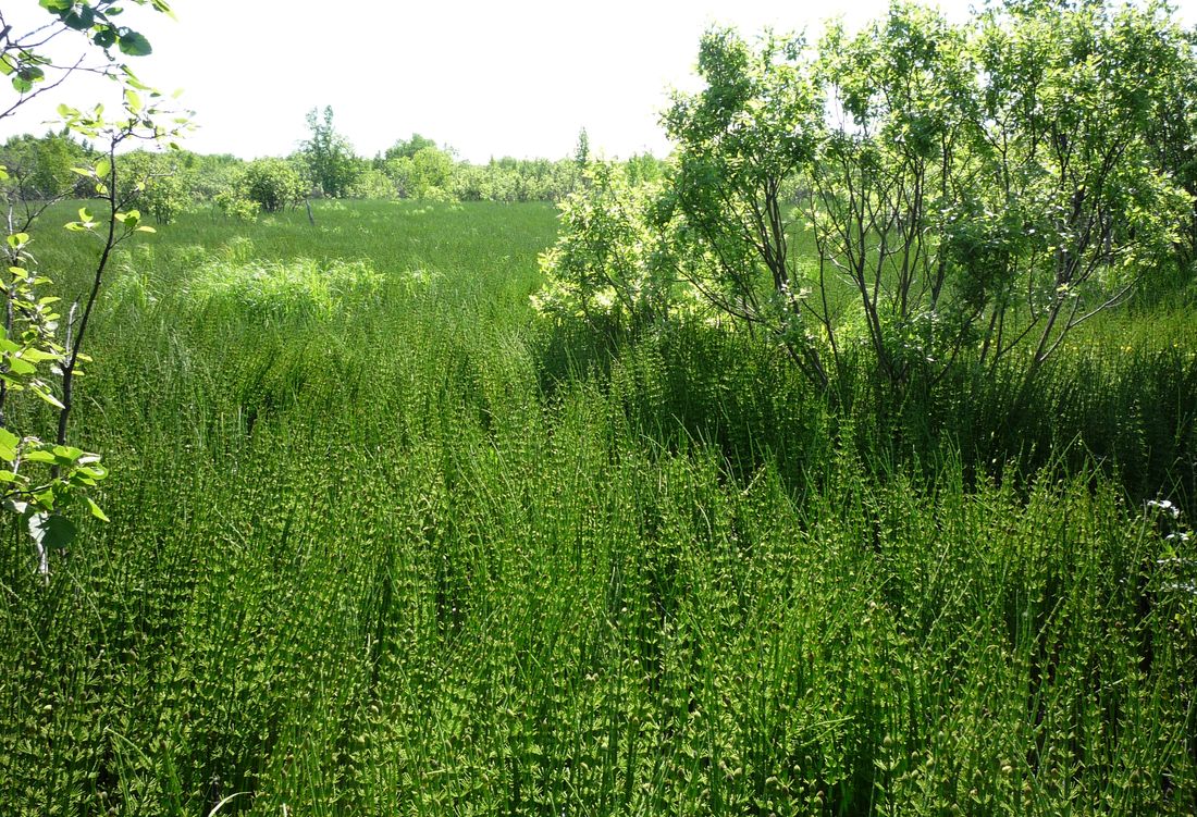 Северные окрестности Архангельска, image of landscape/habitat.