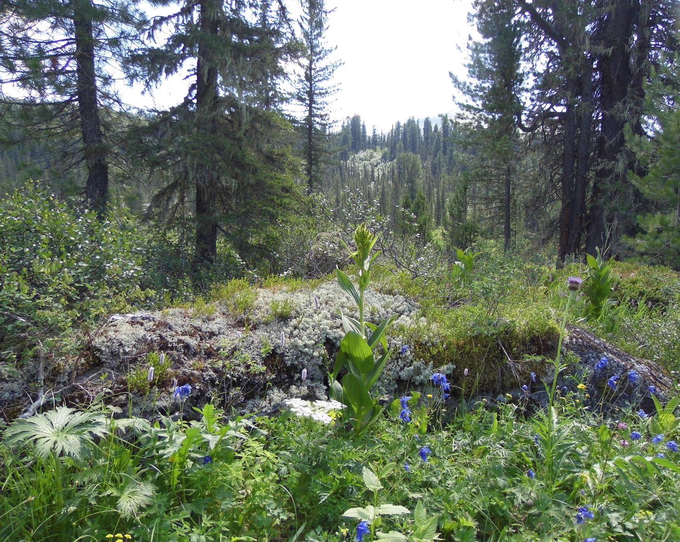 Долина реки Нижняя Буйба, image of landscape/habitat.