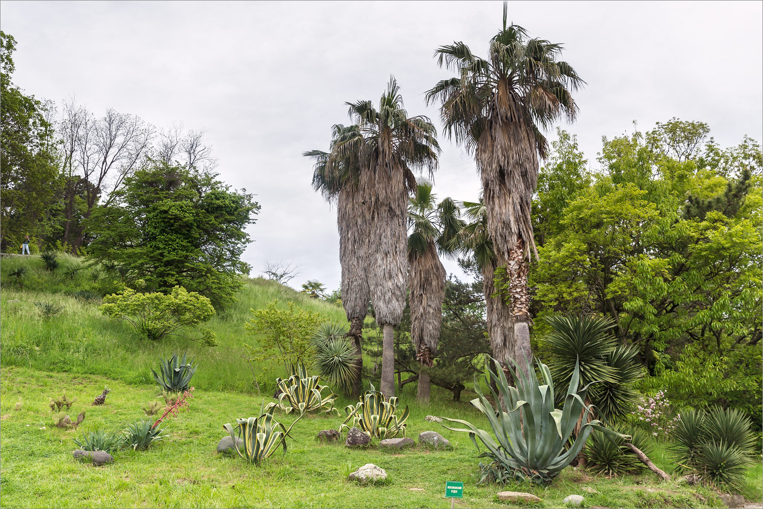 Сочинский Дендрарий, image of landscape/habitat.