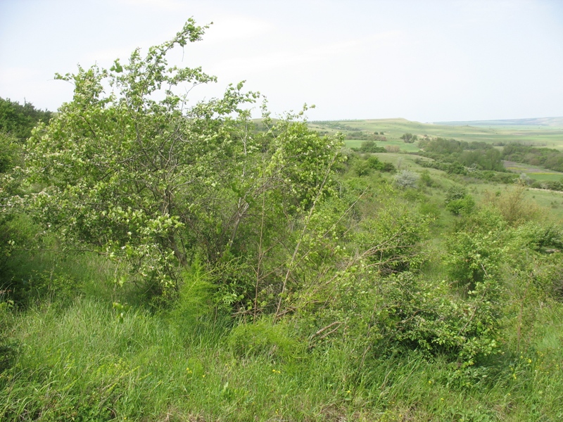 Окрестности Шишкино, изображение ландшафта.