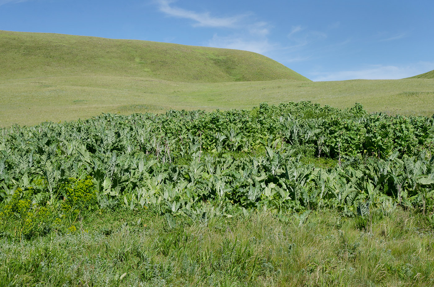 Ногайские горы, image of landscape/habitat.