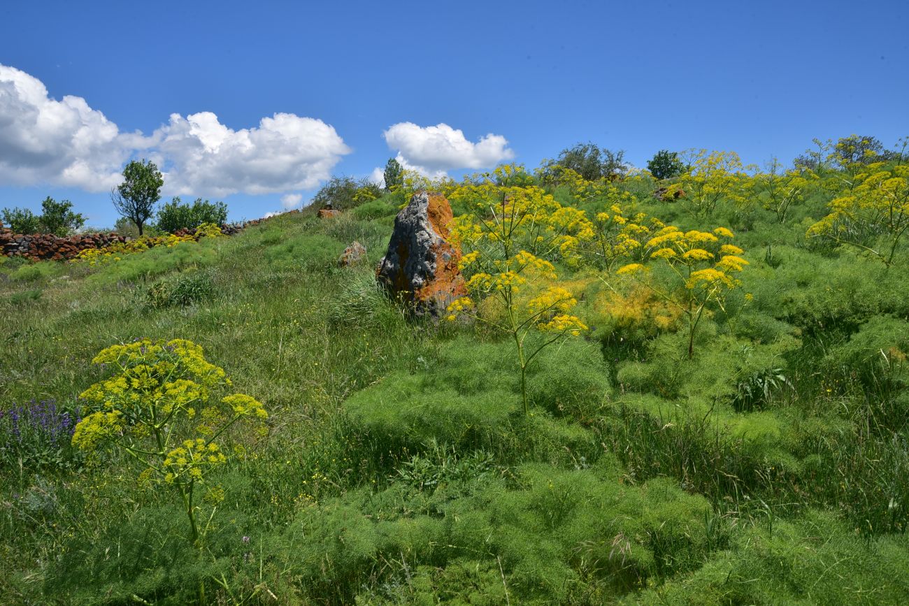 Окрестности села Саро, image of landscape/habitat.