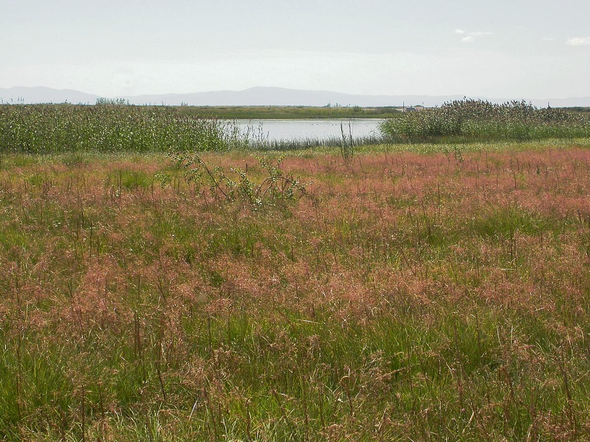 Южный берег Гусиного озера, image of landscape/habitat.