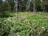 Северные окрестности Архангельска, изображение ландшафта.