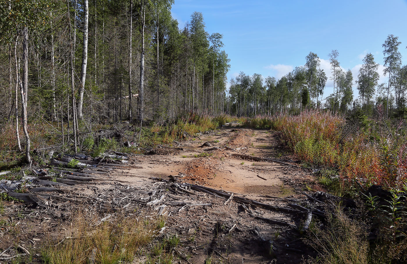 Окрестности посёлка Тупрунка, image of landscape/habitat.