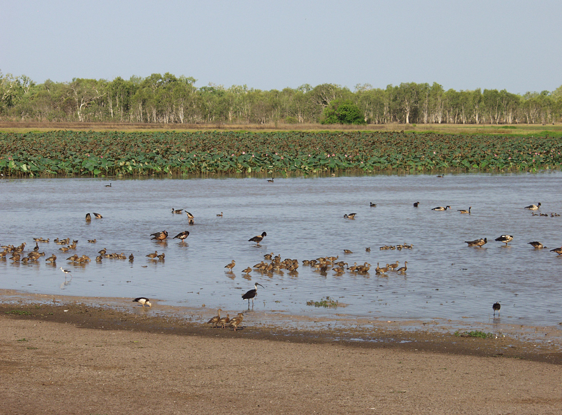 Kakadu, image of landscape/habitat.