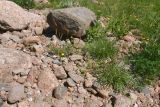 Шепелёвский маяк, image of landscape/habitat.