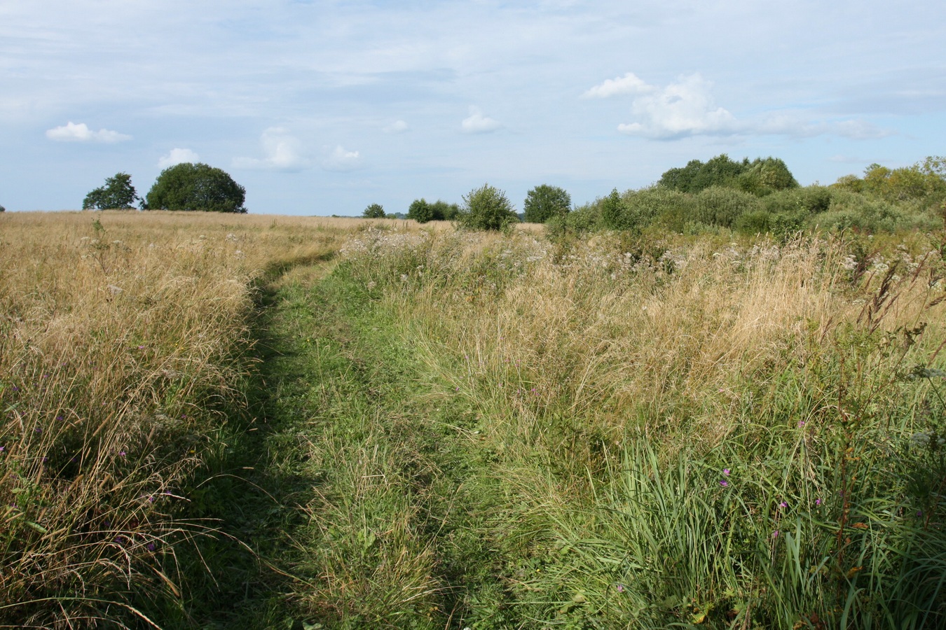 Езерище и окрестности, image of landscape/habitat.