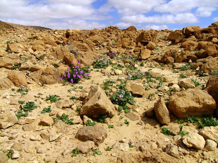 Негев, image of landscape/habitat.