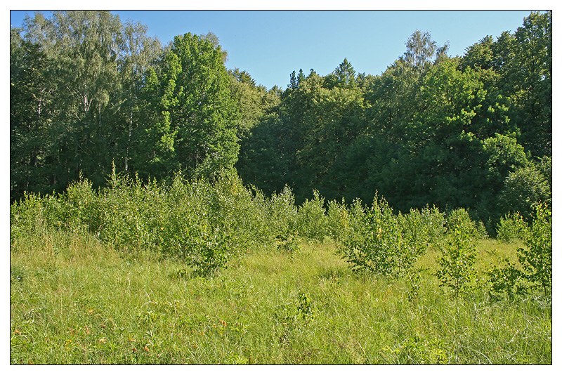 Саралы, image of landscape/habitat.