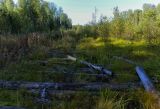 Окрестности посёлка Тупрунка, image of landscape/habitat.