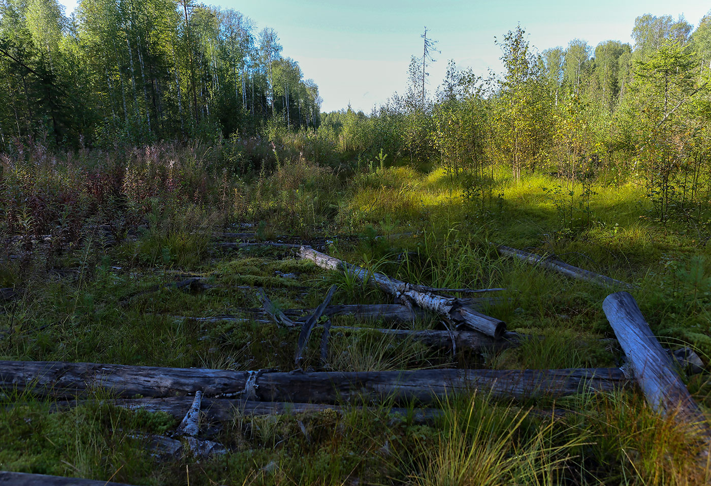 Окрестности посёлка Тупрунка, image of landscape/habitat.