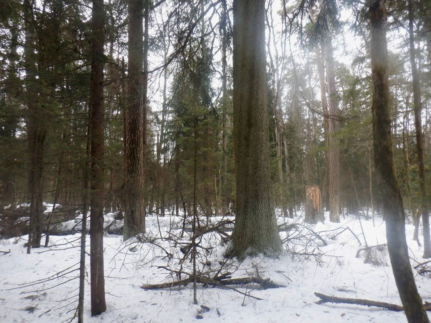 Комсомольская роща, image of landscape/habitat.